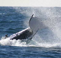 Whale Watching Sydney - Holiday Sunshine Coast