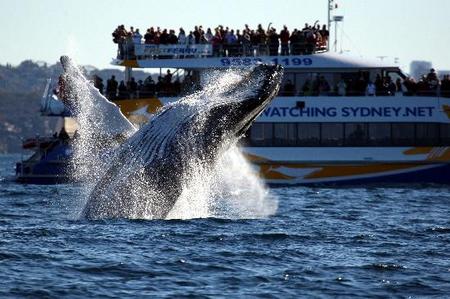 Whale Watching Sydney - Holiday Sunshine Coast 1