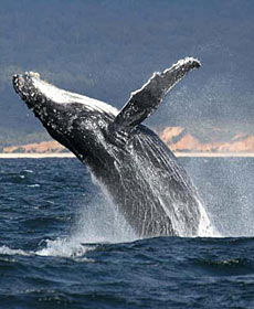 Whale Watching Sydney - Holiday Sunshine Coast 2