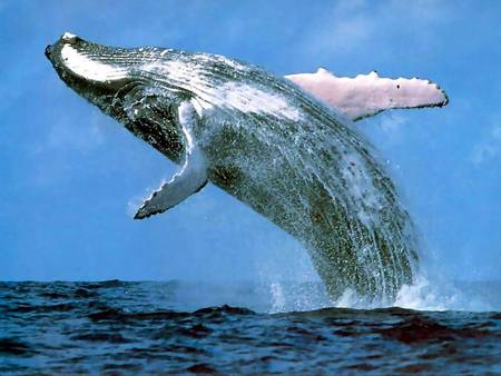 Whale Watching Sydney - Holiday Sunshine Coast 3
