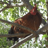 Perth City Farm Organic Markets - Sunshine Coast Tourism 3