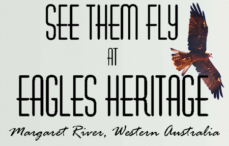 Eagles Heritage Raptor Wildlife Centre - Sunshine Coast Tourism