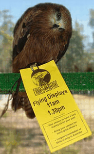 Eagles Heritage Raptor Wildlife Centre - Sunshine Coast Tourism 1