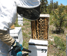 The House Of Honey - thumb 0