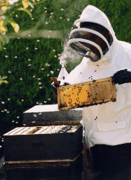 The House Of Honey - Holiday Sunshine Coast 3