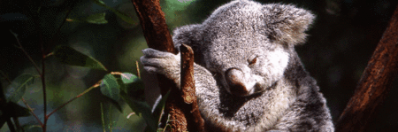Koala And River Cruise By Mirimar Cruises - Holiday Sunshine Coast 0