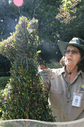 Roma Street Parkland - Sunshine Coast Tourism 1