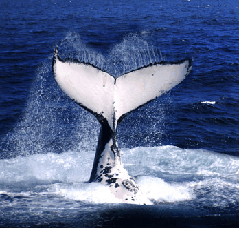 Brisbane Whale Watching