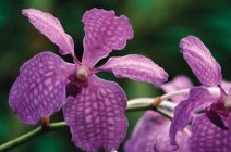 Richmond Wellness Centre - Holiday Sunshine Coast 2