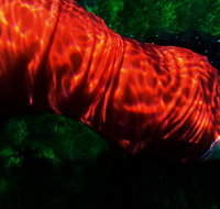 Dark Horse Experiment - Holiday Sunshine Coast