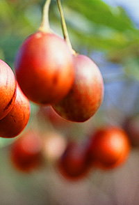 Tropical Fruit World - Sunshine Coast Tourism 0