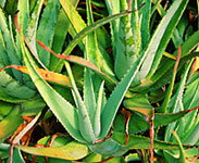 Tropical Fruit World - Sunshine Coast Tourism 1