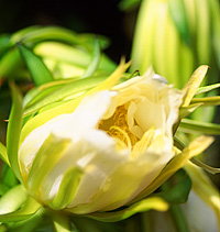 Tropical Fruit World - Sunshine Coast Tourism 2