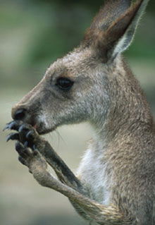 Armadale Reptile & Wildlife Centre - Sunshine Coast Tourism 2