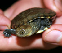 Perth Zoo - Holiday Sunshine Coast 1