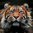 Perth Zoo - Holiday Sunshine Coast 2