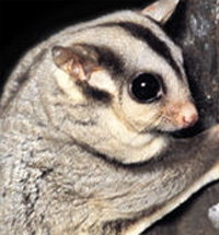 Perth Zoo - Holiday Sunshine Coast 3