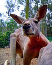 Birdland Animal Park - Holiday Sunshine Coast 3