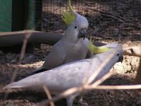 Wirrimbirra Sanctuary - Holiday Sunshine Coast 1