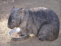 Wirrimbirra Sanctuary - Holiday Sunshine Coast 2