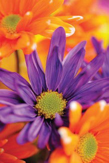 Warringal Shopping Centre - Sunshine Coast Tourism 3