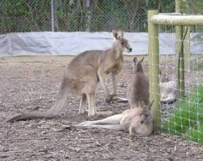 Eurack VIC Sunshine Coast Tourism