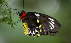 Melbourne Zoo - Holiday Sunshine Coast 2