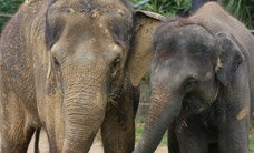 Melbourne Zoo - Holiday Sunshine Coast 3