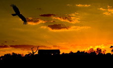 Werribee Open Range Zoo - Sunshine Coast Tourism 1