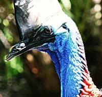 Alma Park Zoo - Sunshine Coast Tourism