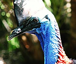 Alma Park Zoo - Sunshine Coast Tourism 0