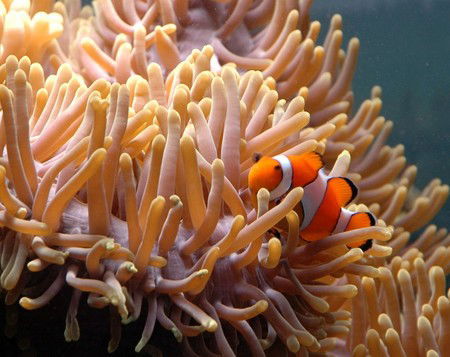 Reef HQ Great Barrier Reef Aquarium - Holiday Sunshine Coast 0