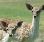 Marapana Wildlife Park - Holiday Sunshine Coast