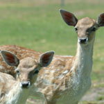 Marapana Wildlife Park - Sunshine Coast Tourism 0