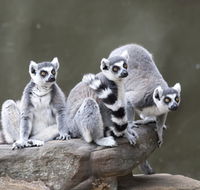 Adelaide Zoo