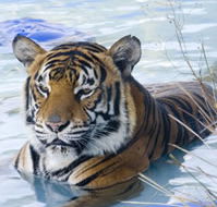 Zoo Doo Wildlife Park - Sunshine Coast Tourism