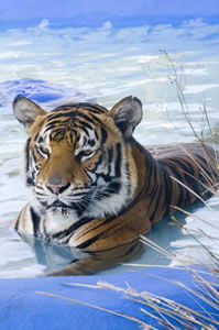 Zoo Doo Wildlife Park - Holiday Sunshine Coast 0