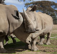 Monarto Zoo