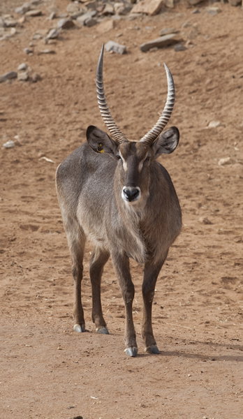 Monarto Zoo - Sunshine Coast Tourism 1