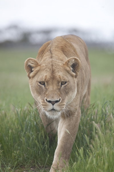 Monarto Zoo - Sunshine Coast Tourism 2