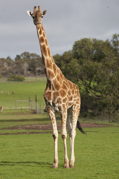 Monarto Zoo - Sunshine Coast Tourism 3