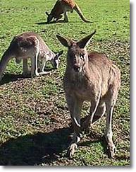 OZe Wildlife - Sunshine Coast Tourism 1