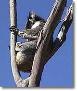 OZe Wildlife - Sunshine Coast Tourism 2