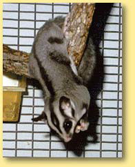 OZe Wildlife - Sunshine Coast Tourism 3