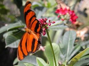 Butterfly Farm - Sunshine Coast Tourism 0