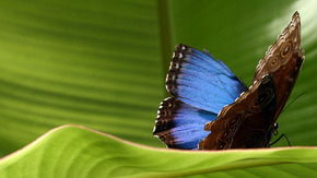 Butterfly Farm - Sunshine Coast Tourism 3