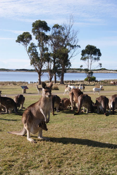East Coast Natureworld - Holiday Sunshine Coast 1