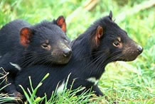 Taranna TAS Sunshine Coast Tourism