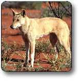 Uluru - Kata Tjuta National Park - Sunshine Coast Tourism 3