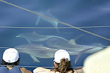 Temptation Sailing - Sunshine Coast Tourism 2